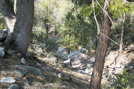 Forest Falls JPEG (62 of 133)