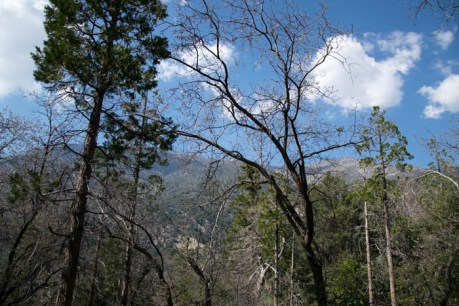 Forest Falls JPEG (67 of 133)